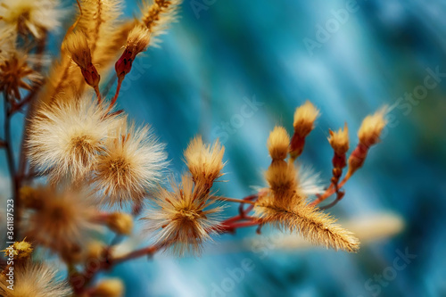 fluffy dandelion flowers on a dark blue background 