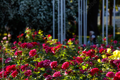 flowers in the garden © Lensplayer
