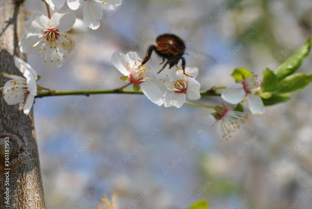 Hummel an Blüte