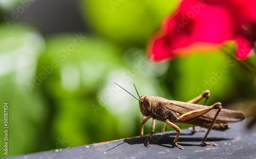 An Image of Grasshoppers. Band winged grasshoppers are a subfamily of short h...