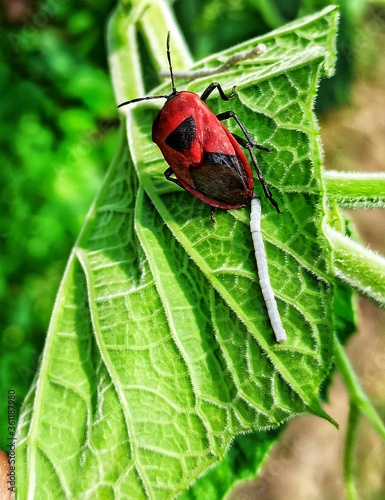 Red firebug, some time called Largidae, laying eggs on green leaf Stock Photo photo