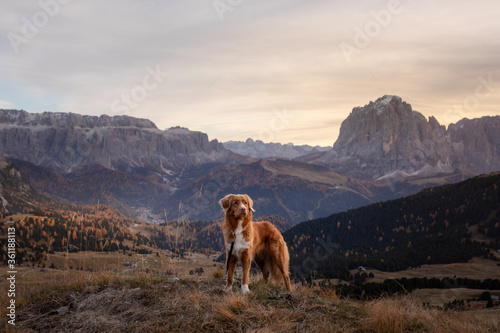 travel dog in the mountains. Nova Scotia Duck Tolling Retriever on the background of rocks at sunset. Italian landscape. Hiking with a pet