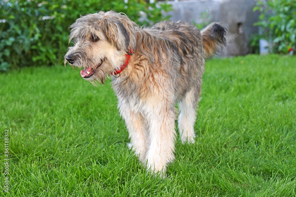 a bearded dog stands in a green lawn. contented shaggy dog in a red collar.