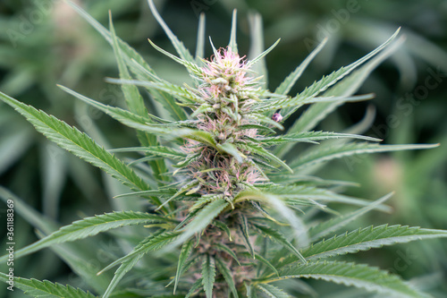 Marijuana outdoor crop