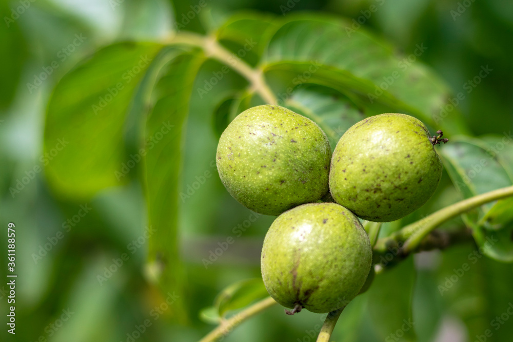 Young green fruit on a walnut tree in daylight.