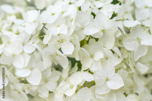 Fototapeta Naklejka Na Ścianę i Meble -  White flowers background. Flowers macro. Selective focus.