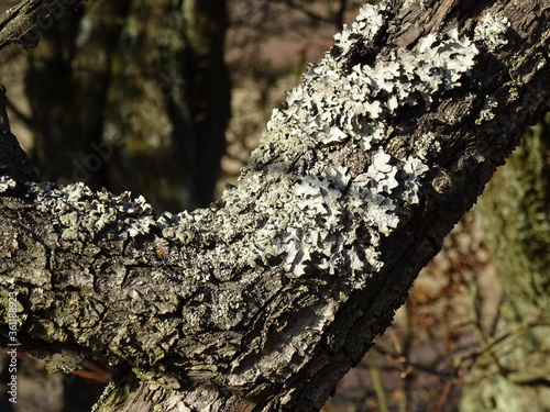 Fototapeta Naklejka Na Ścianę i Meble -  mushrooms