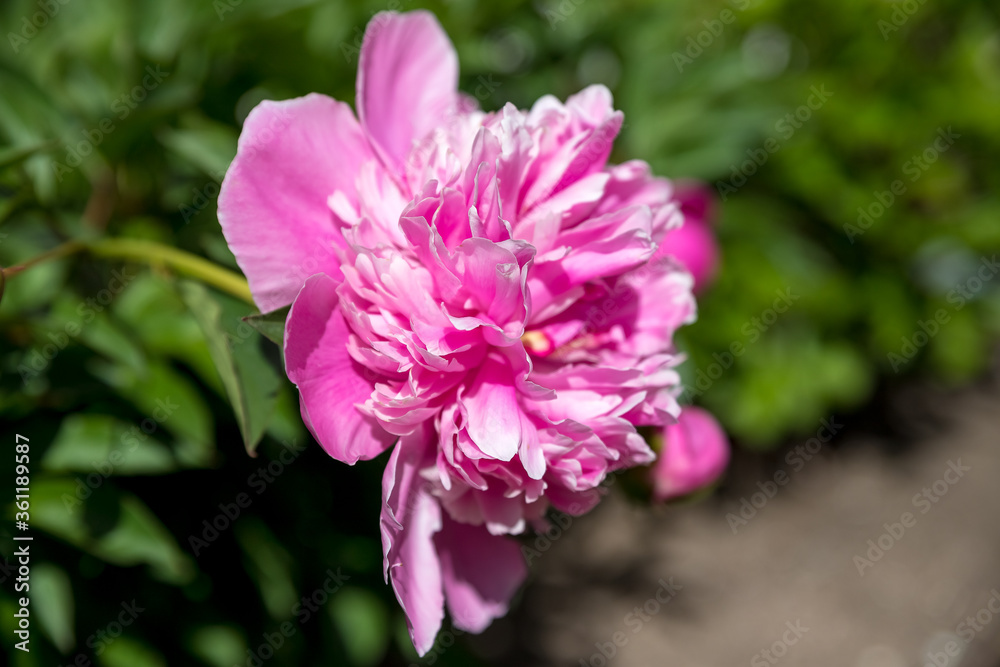Fototapeta premium Fresh beautiful blooming pink peony flowers in the garden in spring, summer.Large bush of pink peonies. Floral postcard. Happy mothers day