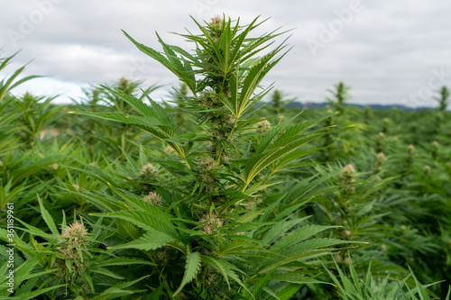Marijuana outdoor crop