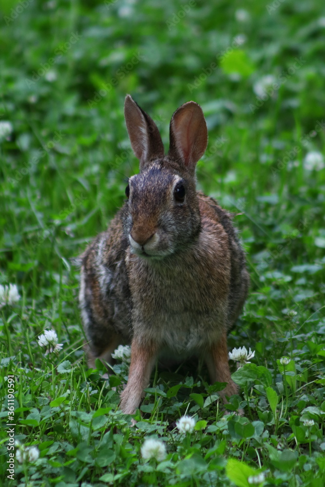 Cottontail Rabbit sitting in grass and white clover on a spring day in Wisconsin
Cottontail Rabbit sitting in grass and white clover on a spring day in Wisconsin
