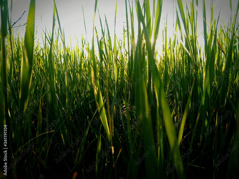 Green grass in the morning