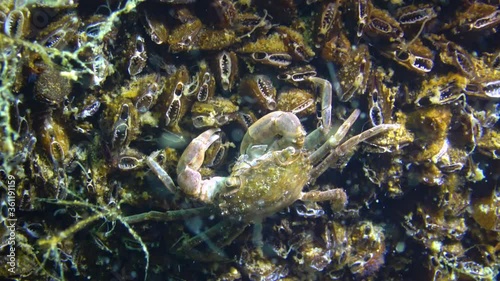 Brachinotus sexdentatus, Small crabs hide among mussels. Black sea photo