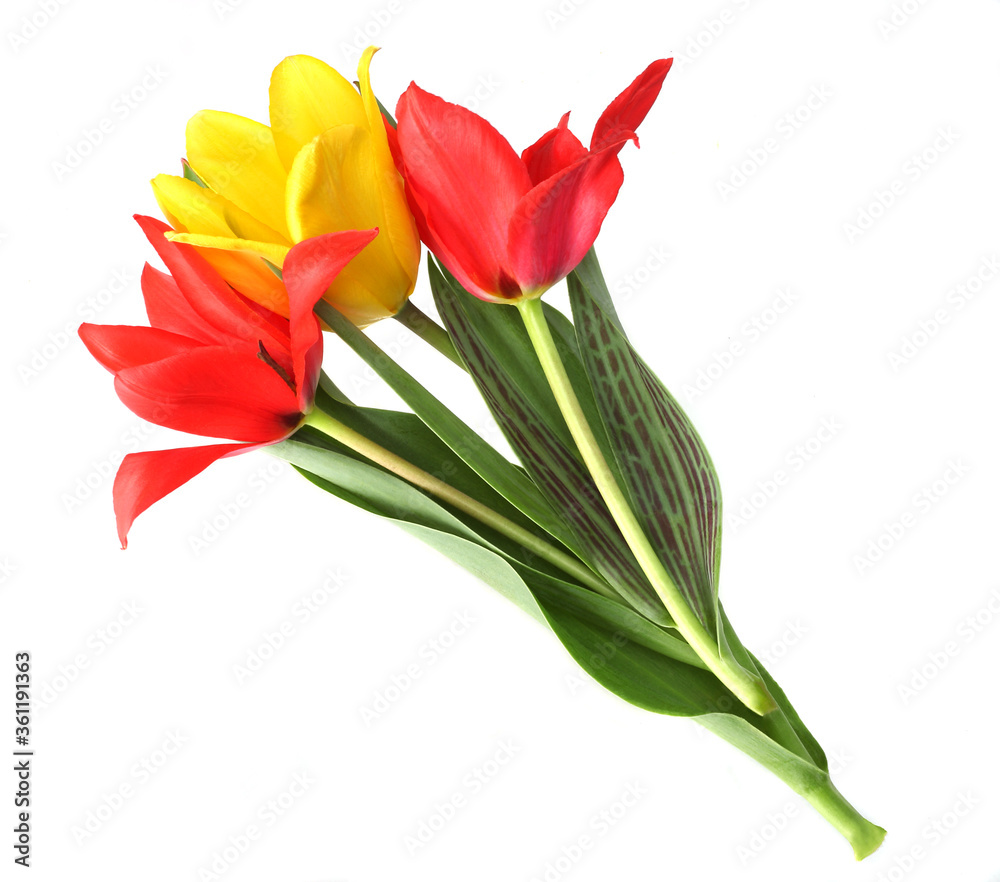 Tulips isolated on white background Tulips isolated on white background