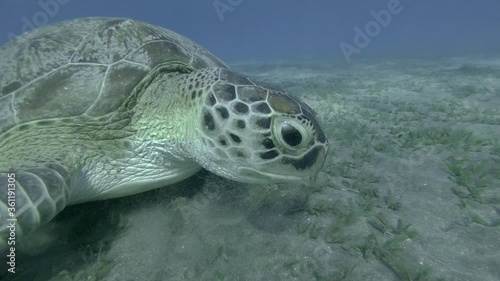 Slow motion of Green Sea Turtle eating seagrass, on the blue water background. Underwater shot, Close up. Red Sea, Egypt photo