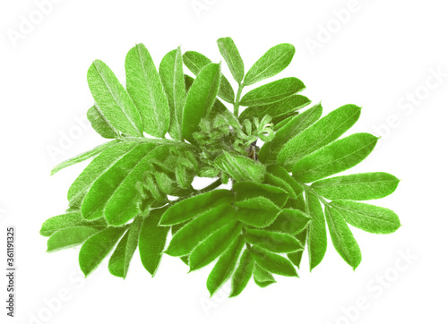 Leaves of a mountain ash isolated on white background