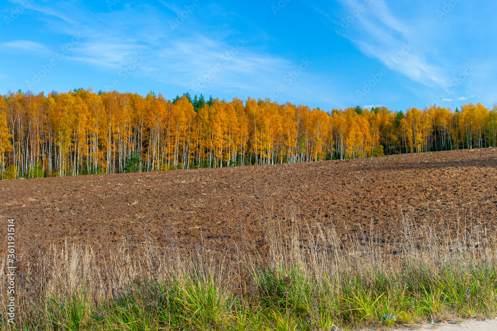 Fototapeta premium Gold colored forest edge on sunny day with blue sky.