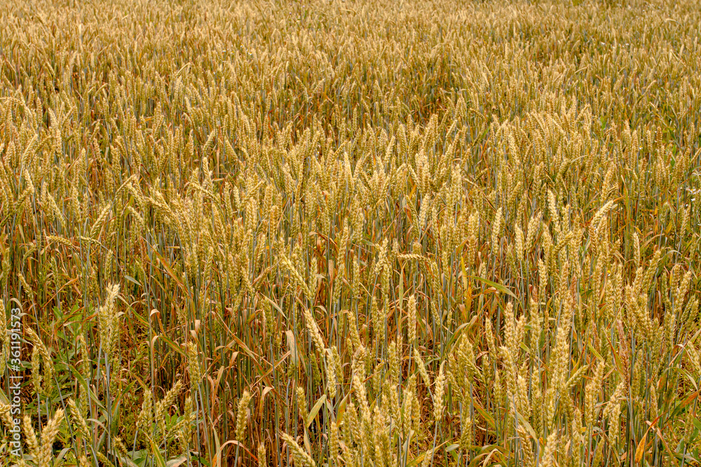 Big spikes of rye is ready for harvesting Big spikes of rye is ready for harvesting