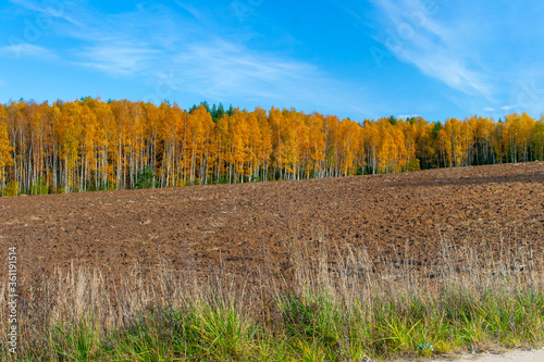 Gold colored forest edge on sunny day with blue sky.
