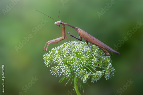 a praying mantis - Hierodula membranacea photo