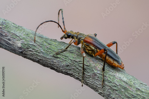 a longhorn beetle - Stenocorus meridianus photo