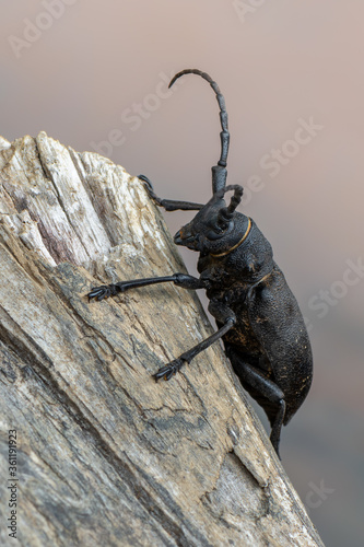 a Weaver beetle - Lamia textor © Marek R. Swadzba
