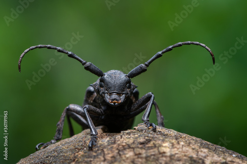 a Weaver beetle - Lamia textor © Marek R. Swadzba