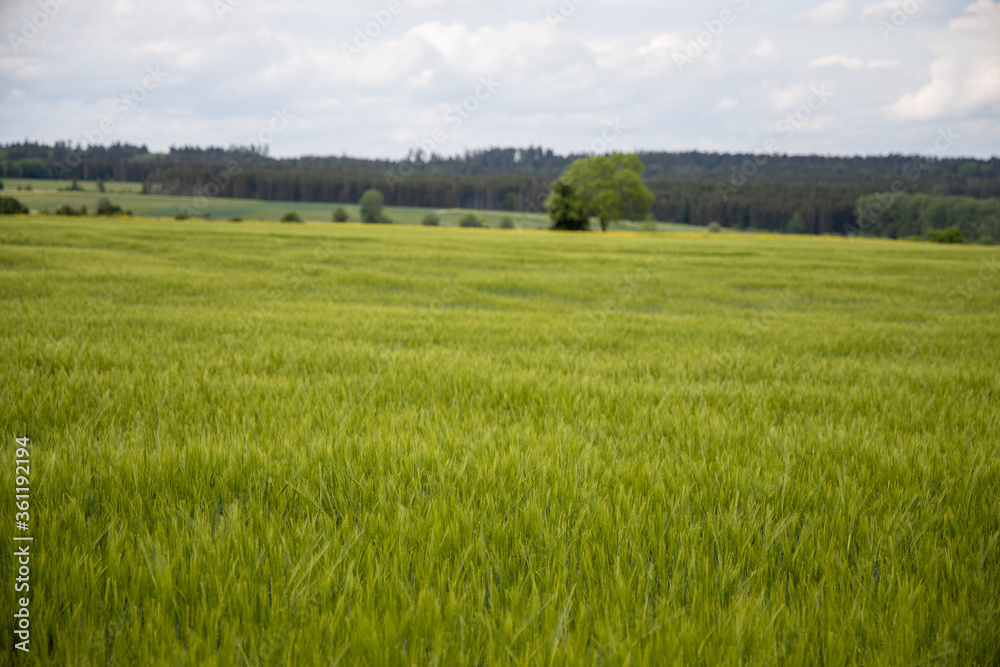 Fototapeta premium Die Weite eines grünen Feldes 