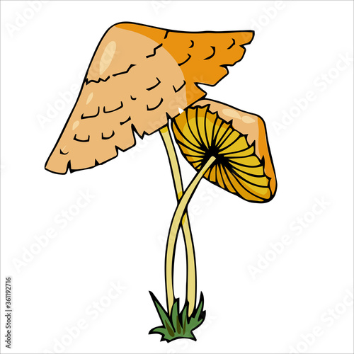 Set of different edible and poisonous mushrooms vector illustration isolated on white background.