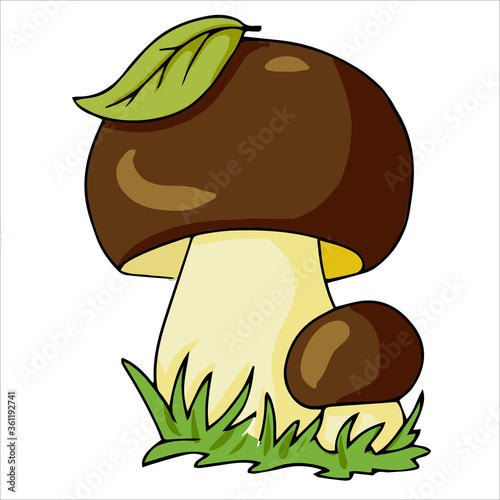 Set of different edible and poisonous mushrooms vector illustration isolated on white background.