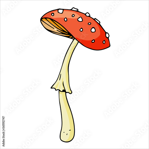 Set of different edible and poisonous mushrooms vector illustration isolated on white background.
