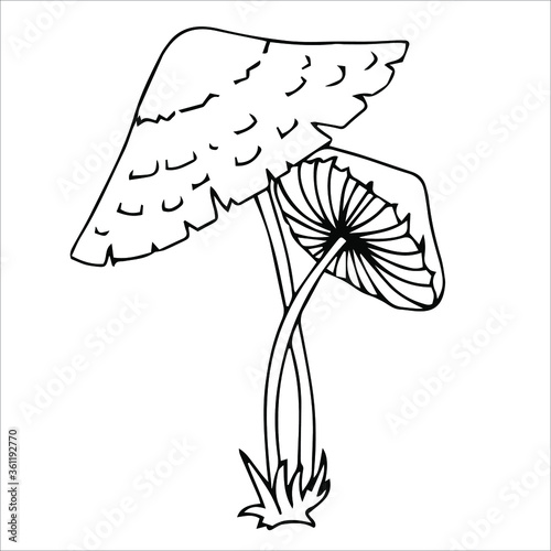 Set of different edible and poisonous mushrooms vector illustration isolated on white background.