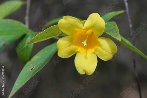 Yellow Jessamine in bloom in Hawthorne, Florida photo