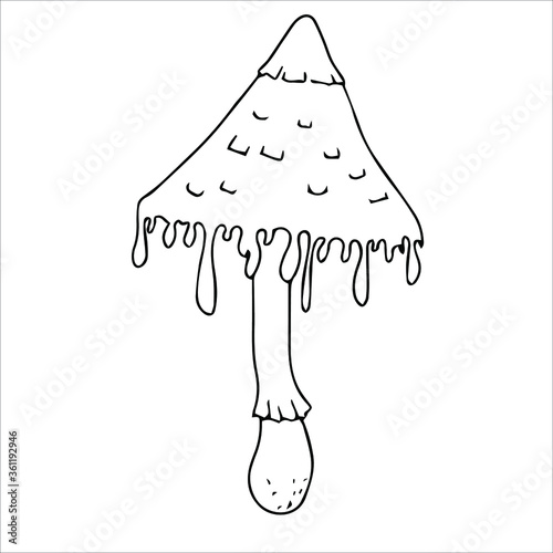 Set of different edible and poisonous mushrooms vector illustration isolated on white background.