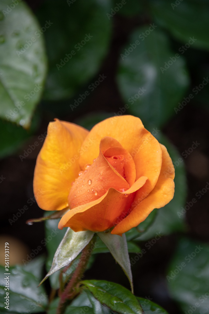 Dark yellow Rose flower with dewdrops . Vancouver BC Canada
Dark yellow Rose flower with dewdrops . Vancouver BC Canada