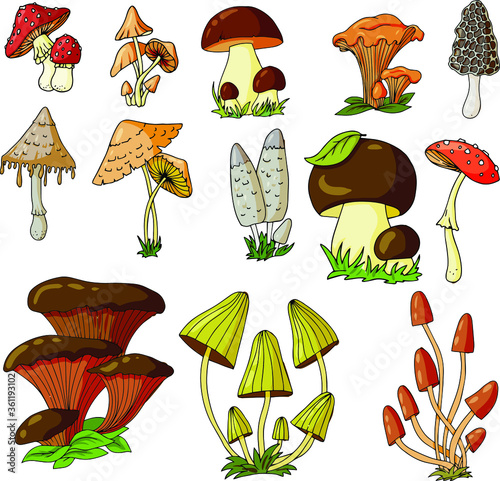 Set of different edible and poisonous mushrooms vector illustration isolated on white background.