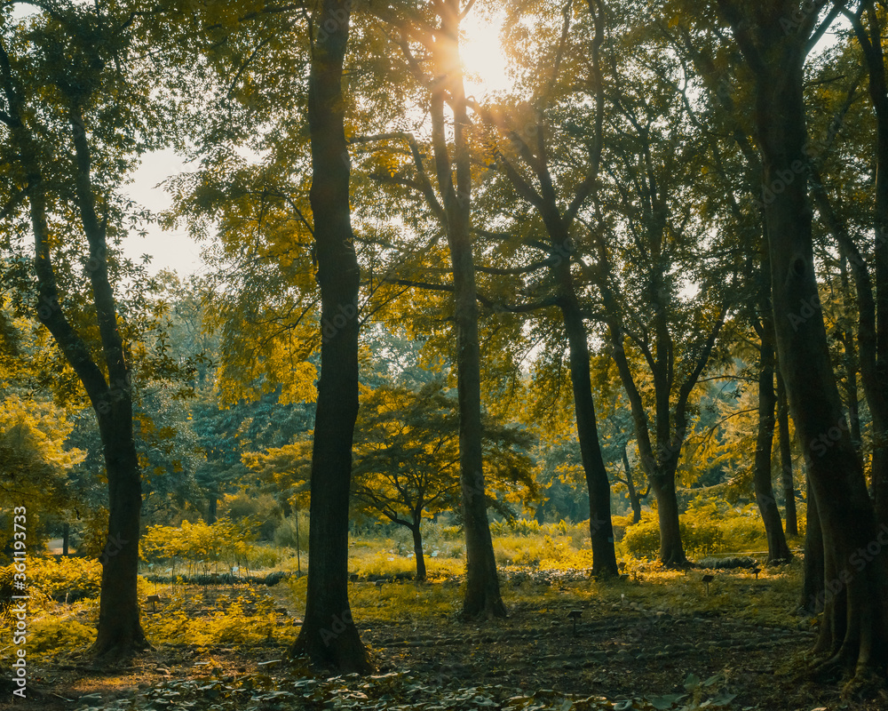 Obraz premium Landscape of woods in warm sunlight near Hangzhou Botanical Garden in Hangzhou, China