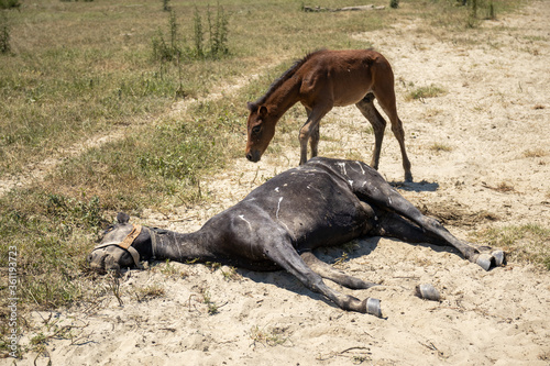 Fotografija Narure is cruel - motherless horse