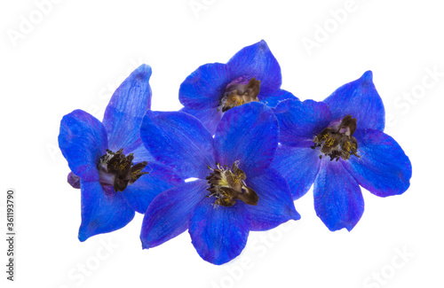 Fotótapéta blue delphinium flowers isolated