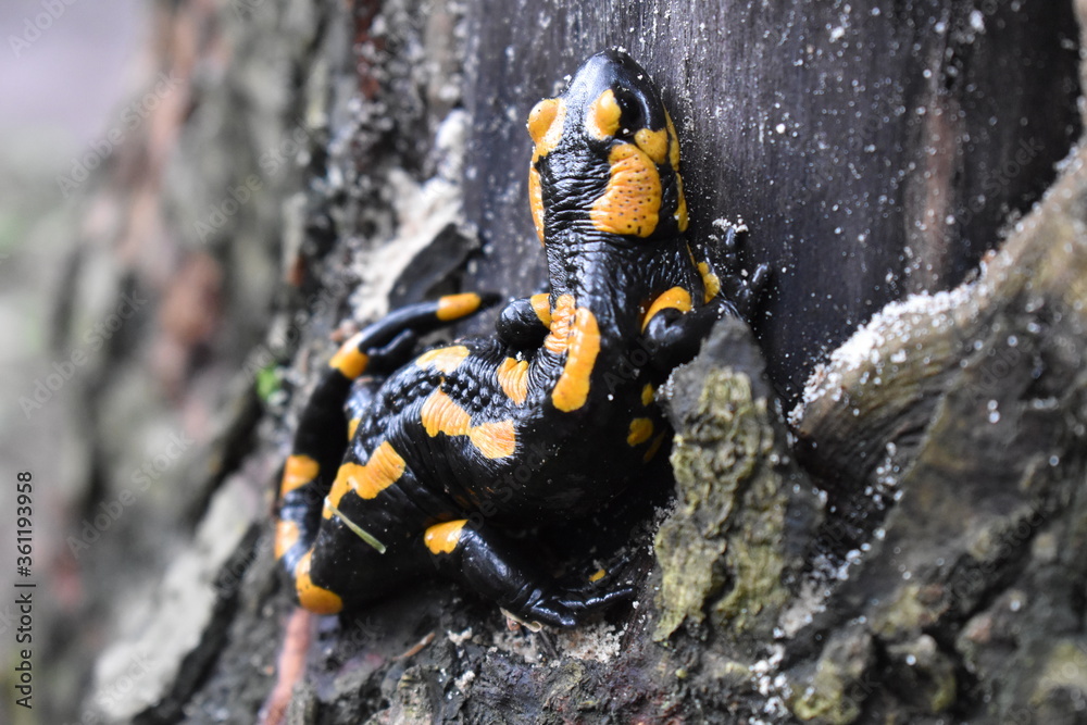closeup of fire salamander in the forest closeup of fire salamander in the forest