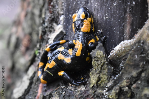 closeup of fire salamander in the forest