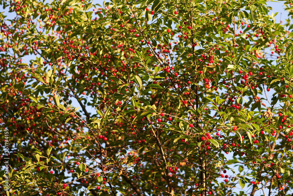 Red ripe fruitful cherry tree, summer harvest.