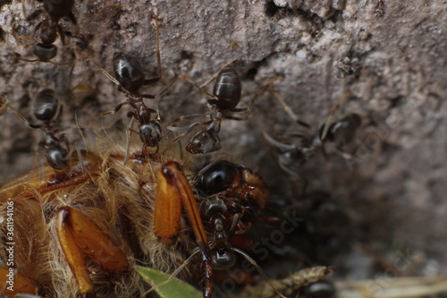 Ants eat a June beetle