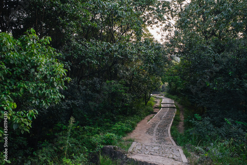 Footpath in woods on Beigao Peak in Hangzhou, China