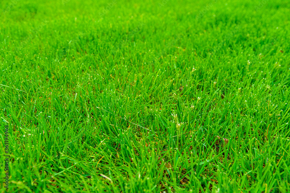 Background of the green grass. Eco concept. Selective focus Background of the green grass. Eco concept. Selective focus