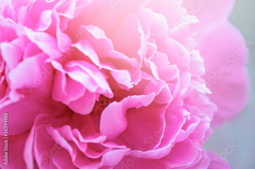 soft pink peony closeup. summer concept. soft focus © Анна Со