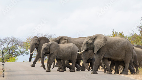 elephants in the wild crossing a road in Kruger National Park