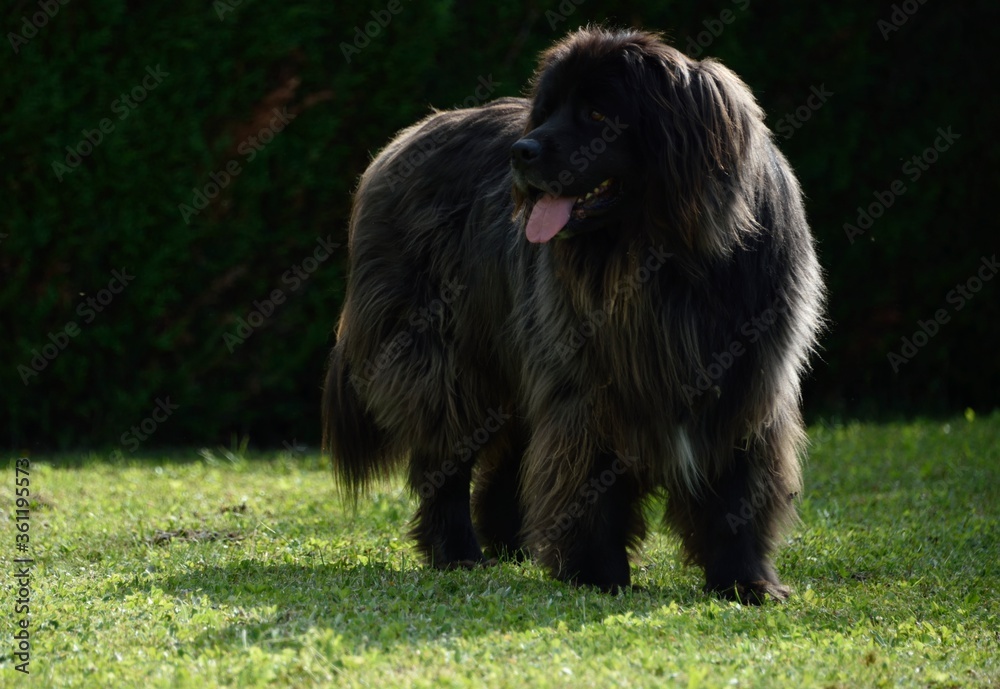 Fototapeta premium Terre-neuve