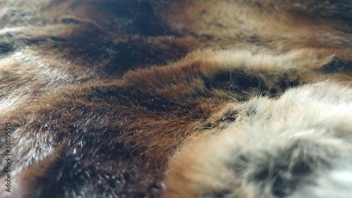 Dog fur texture