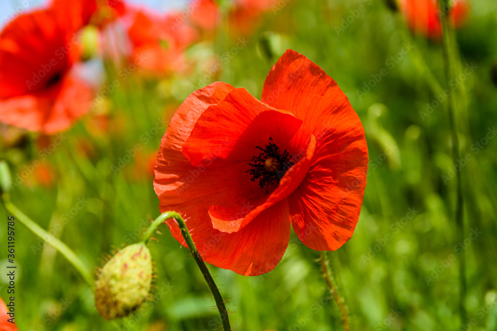 Wild red poppy plants blossoming at spring Wild red poppy plants blossoming at spring