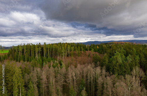 over the forest on cloudy day